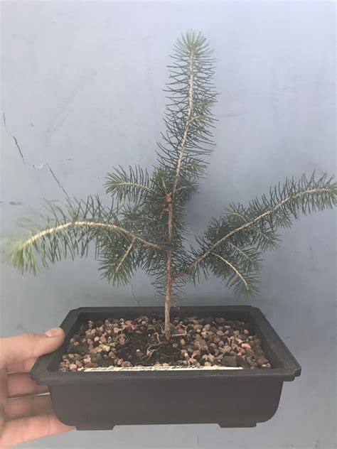 norway spruce bonsai care from seed